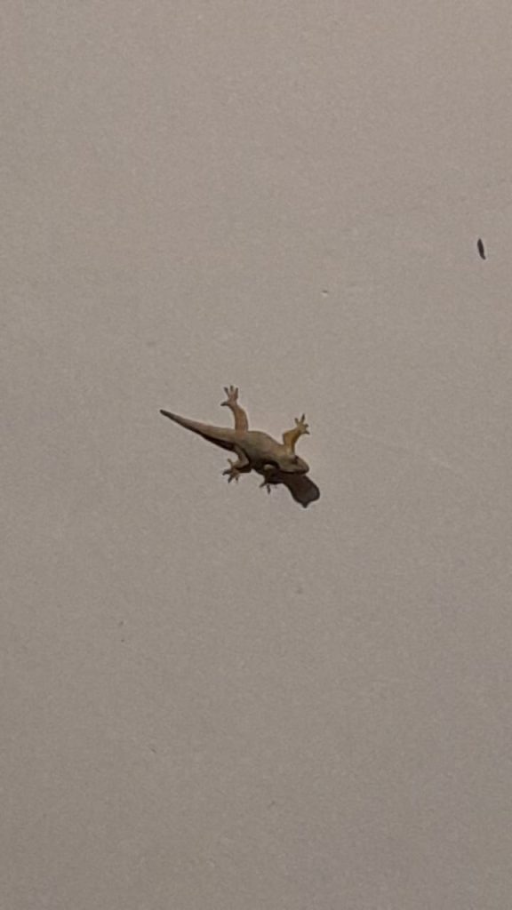 The  spacious, clean, and comfortable rooms at Om Ham Retreat and Resort Ubud